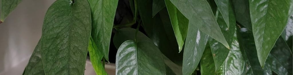 Cebu Blue pothos plant