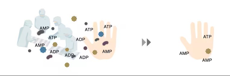 ¿Cómo funciona? Kikkoman Biochemifa monitorea de cerca el brote de coronavirus (COVID-19)