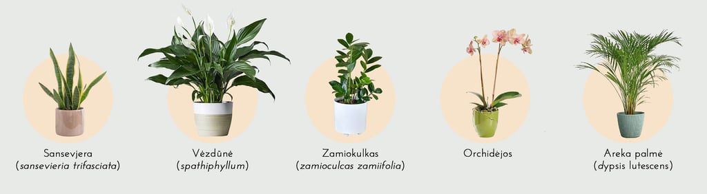 ideal feng shui bedroom plants