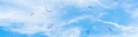 moscas volantes sobre céu azul com nuvens brancas