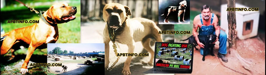 apbt history, apbt yard tour and apbt game dog