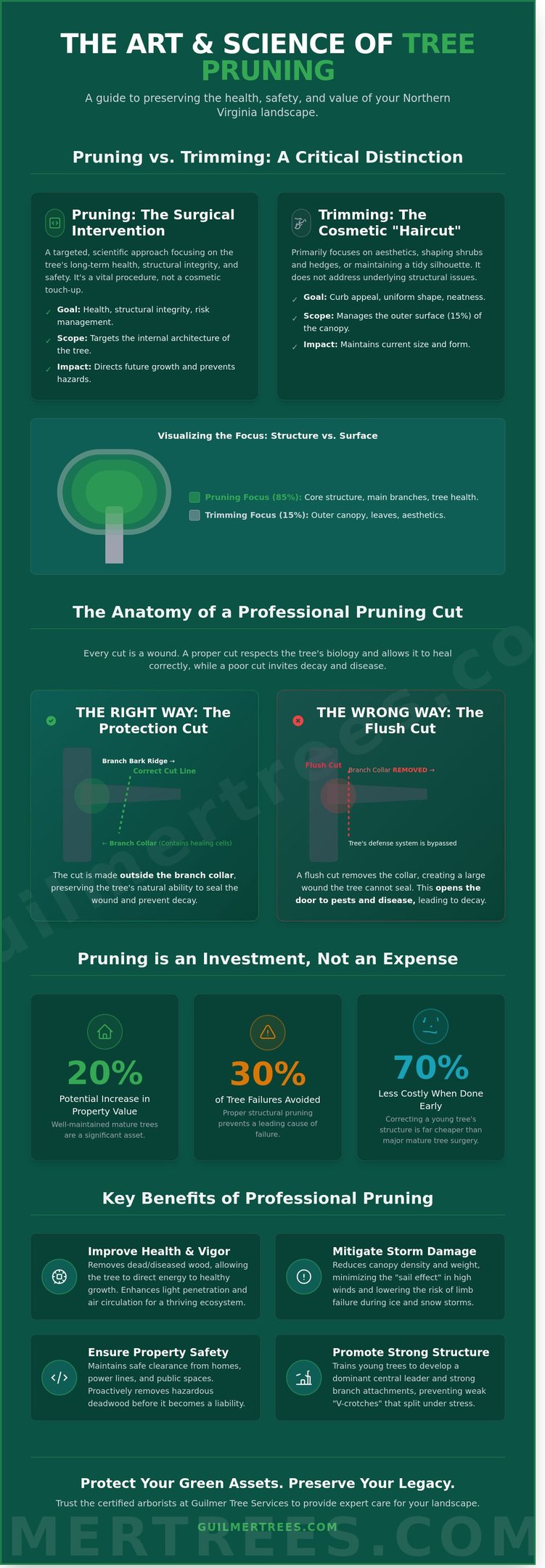 Infographic explaining what tree pruning is with a homeowner’s guide for Falls Church, VA.