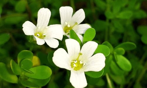 brahmi for better sleep