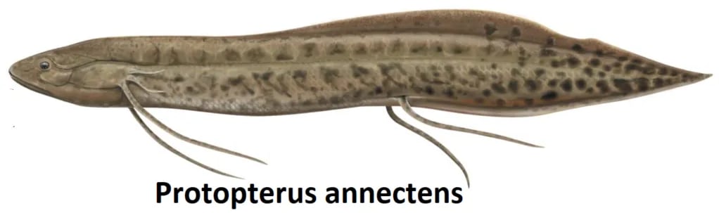 Protopterus annectens