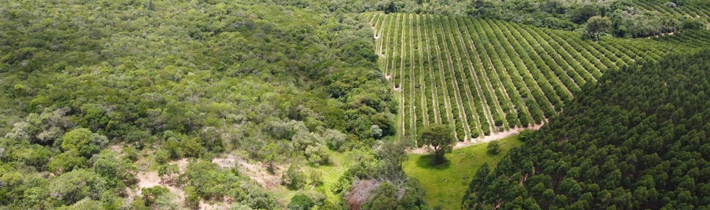 Compensação Ambiental