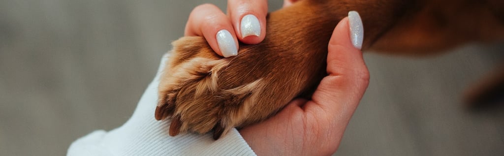 mão segurando uma pata