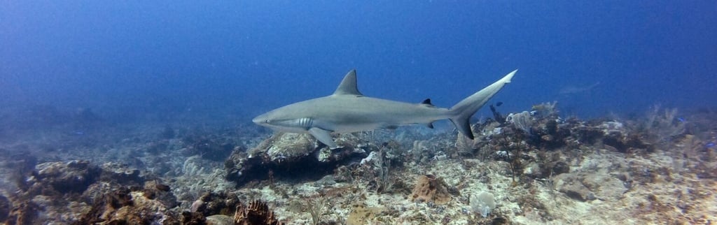 buceo con tiburones Punta Cana