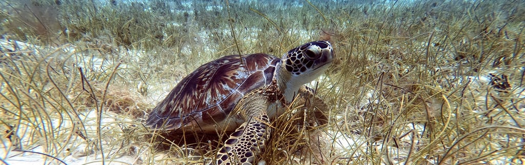 Scuba Diving in Bayahibe Turtle