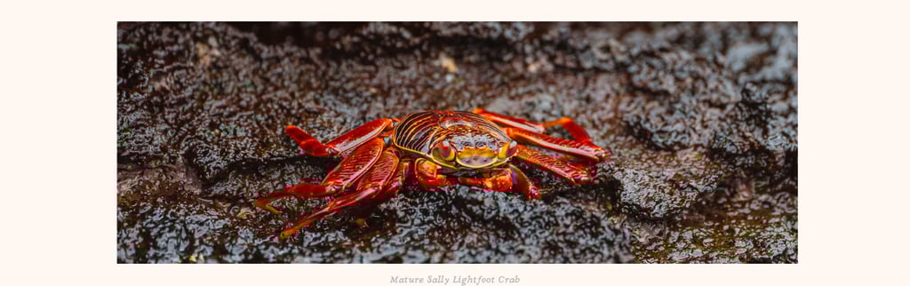  Sally Lightfoot crab pausing on volcanic rock in the Galapagos
