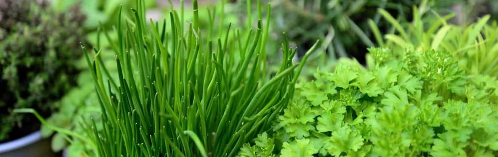Fresh herb and kitchen garden setup on a modern Bangalore terrace.