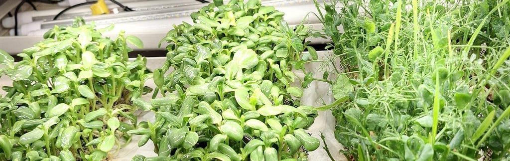 a picture of Early Greens microgreens nursery grow room