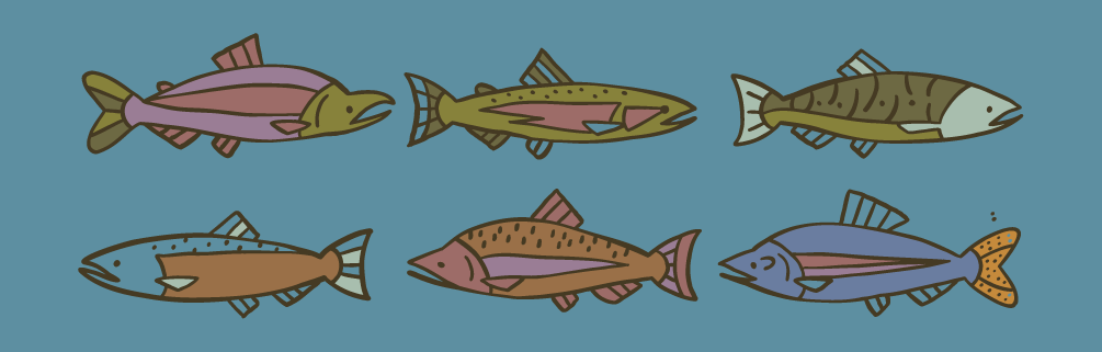 Salmon fish illustrated