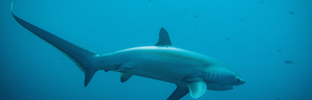Malapascua tresher shark