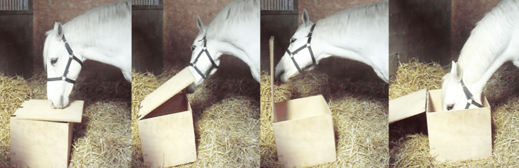 apprentissage cheval nourriture etude