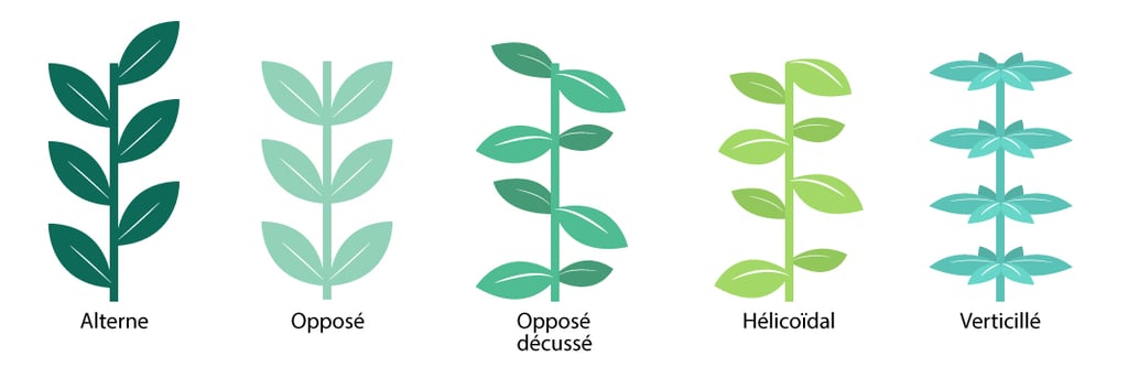 Illustrations de la phyllotaxie