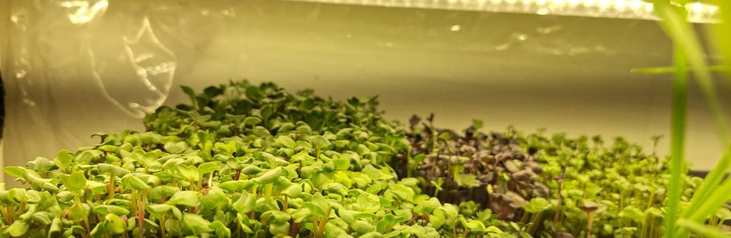 a picture of Early Greens microgreens nursery
