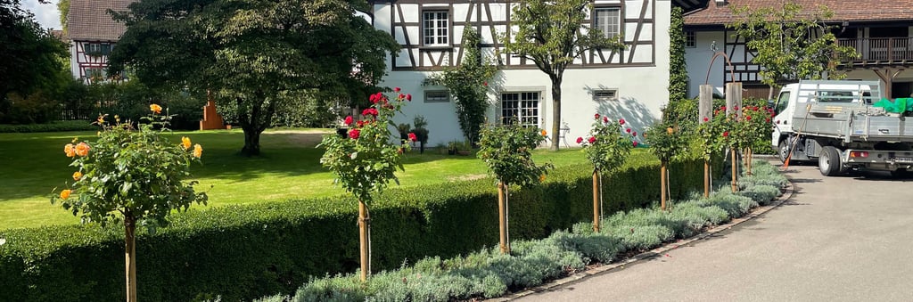Gartenbau Bülach, Gartenbau Bülach, Landschaftsgärtner Bülach, Heckenschnitt, Gepflegte Rasenfläch