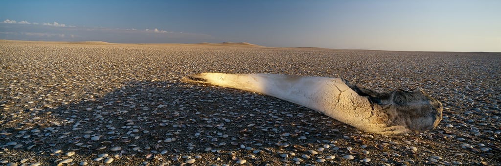 Whale Bone desert landscape, limited edition fine art print by Koos van der Lende