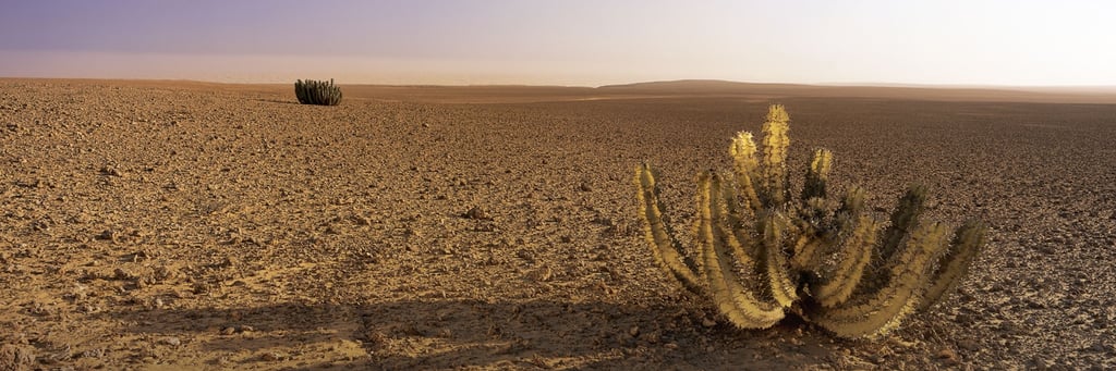 Euphorbia Duet desert landscape, limited edition fine art print by Koos van der Lende