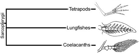 https://www.researchgate.net/figure/7865095_fig4_Figure-1-Phylogenetic-position-of-paddlefish-and-va
