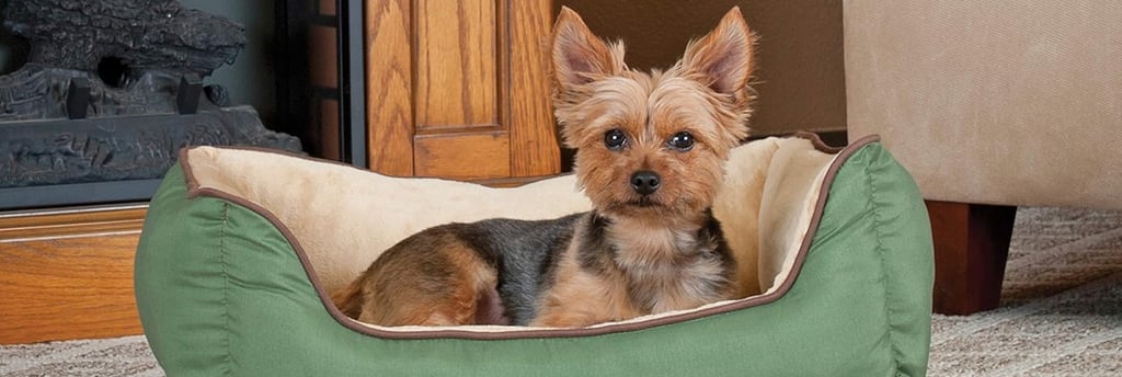 a yorkshier terrier in a cozy green dog bed