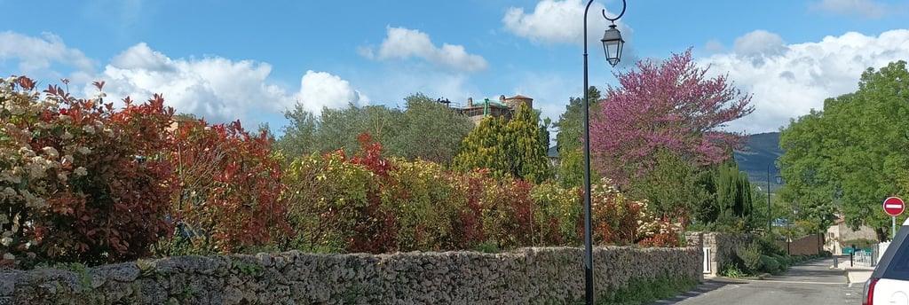 Photinia at Soubès