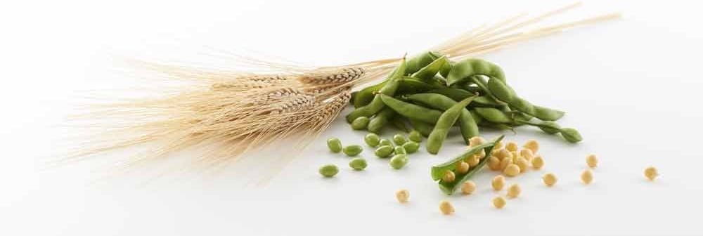 soy wheat pea