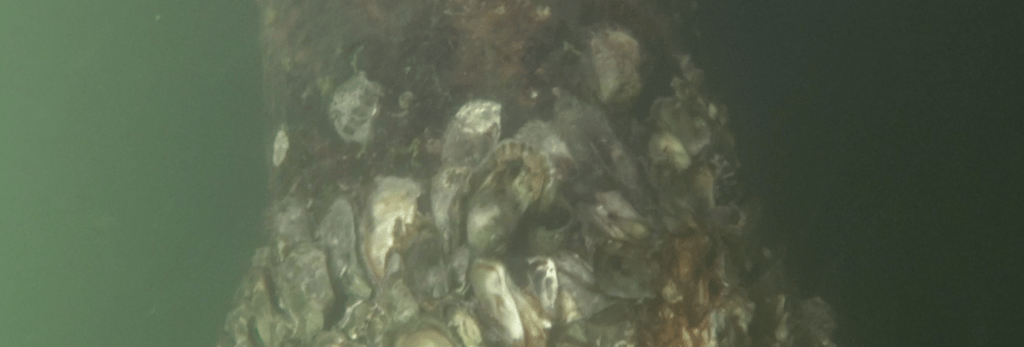 Underwater cleaning of the piles, seawalls,intakes, etc