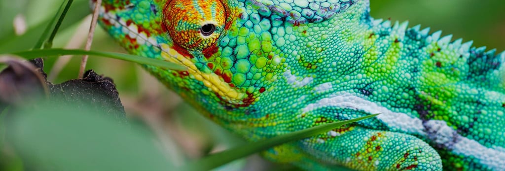 Mariage dans la nature de nosy be madagascar