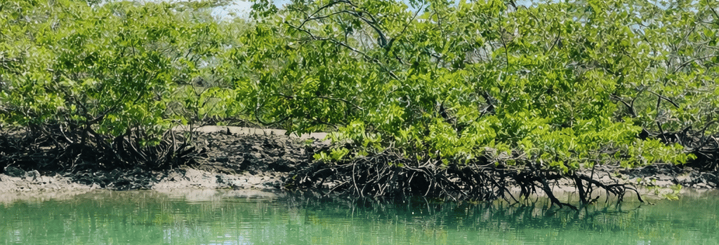 Ilha Mem de Sá passeio tranquilo em Sergipe
