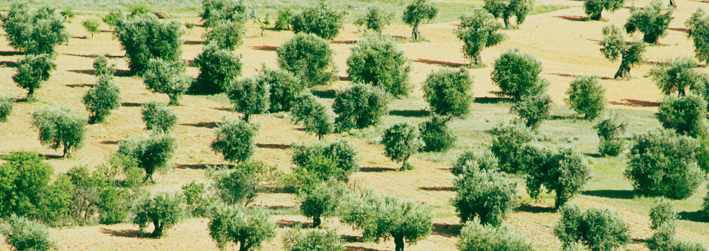 Foto eines Olivenhains in Spanien. Große Olivenbäume voller grüner und schwarzer Oliven. Dies sind unsere authentischen und t