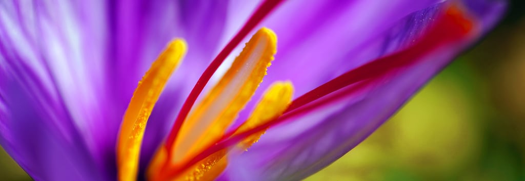 a purple flower with a yellow center