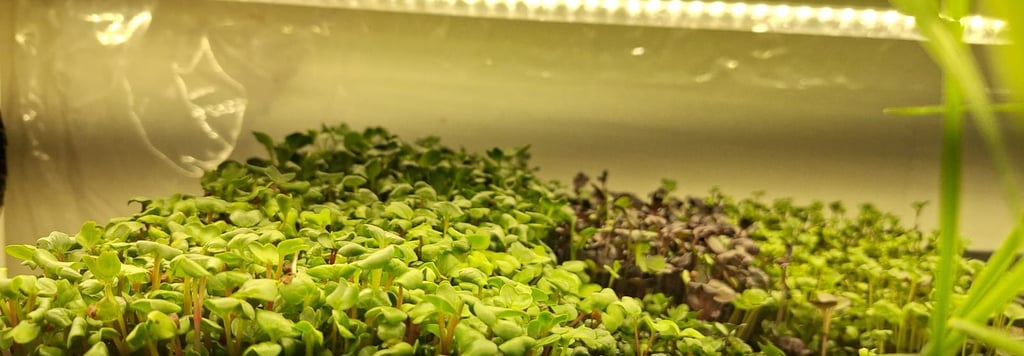 a picture of Early Greens microgreens nursery