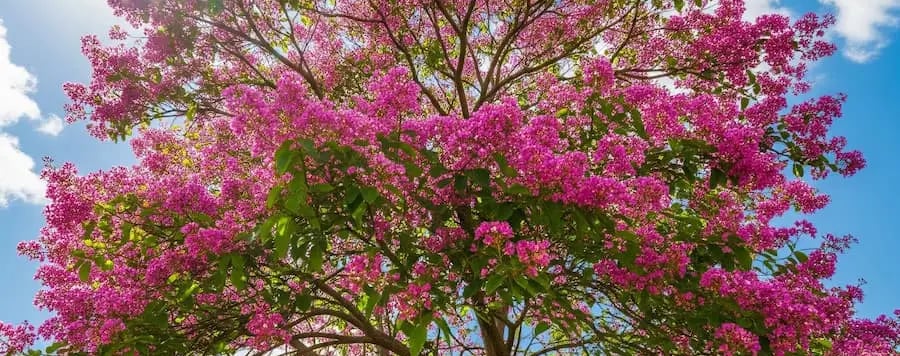 Floración espectacular de Lagertroemia indica - ´´arbol de jupiter en La Finca
