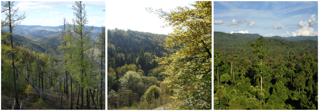 Photos of the three main types of forest biomes
