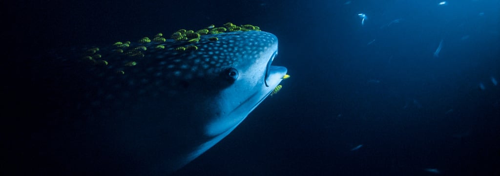 a whale is surrounded by smaller fishes