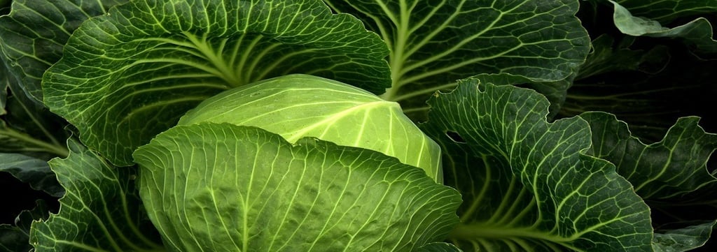 Cabbage
