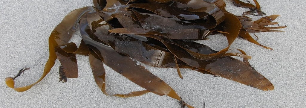 Kelp Sea Vegetable