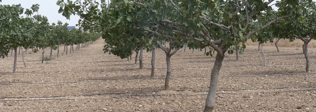 Imagen de forestación agrícola