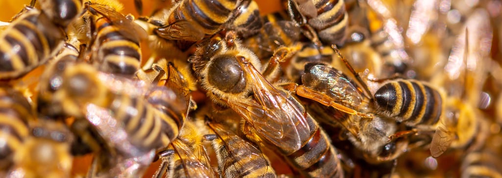 queen honey bee among workers