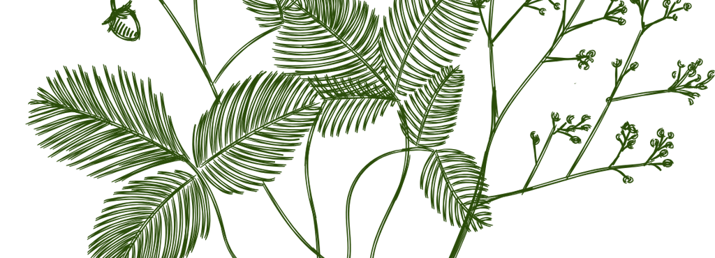 du feuillage vert