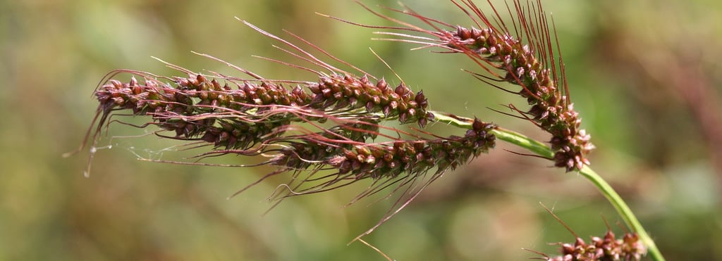 a close up of millet grass plant with some grass