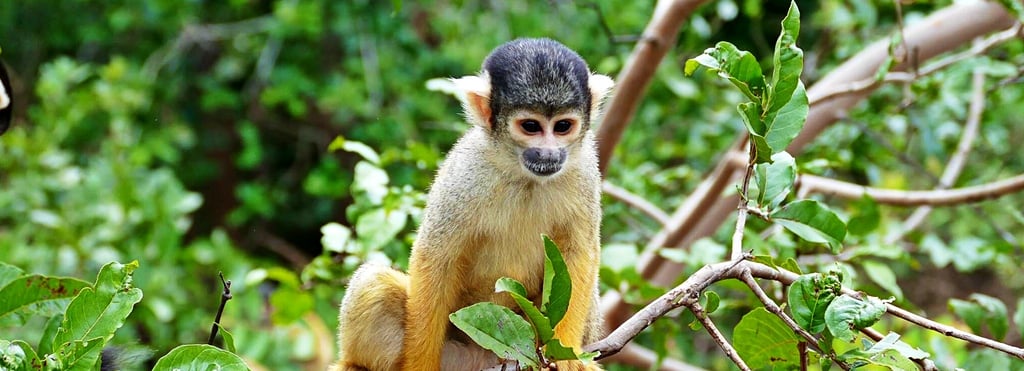 Singe écureuil sur une branche dans la forêt amazonienne, Rurrenabaque en bolivie