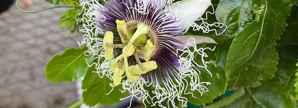 Passion flower in bloom