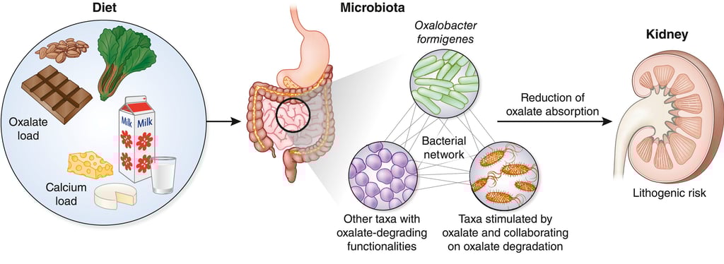 microbiome kidney axis