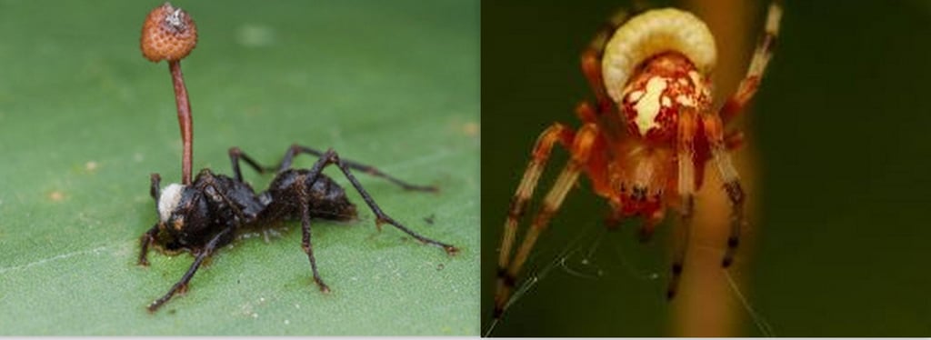 Visual representation of parasitic mind control: a fungus-infected ant and a wasp-controlled spider