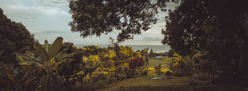 Papua New Guinea jungle