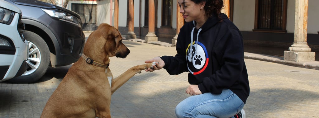 Evaluación de conducta canina