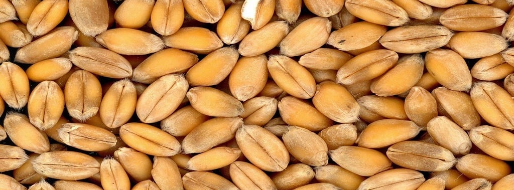 Whole wheat grains