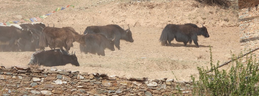 Galloping yaks in dolpo
